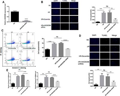 The Novel LncRNA AK035396 Drives Cardiomyocyte Apoptosis Through Mterf1 in Myocardial Ischemia/Reperfusion Injury